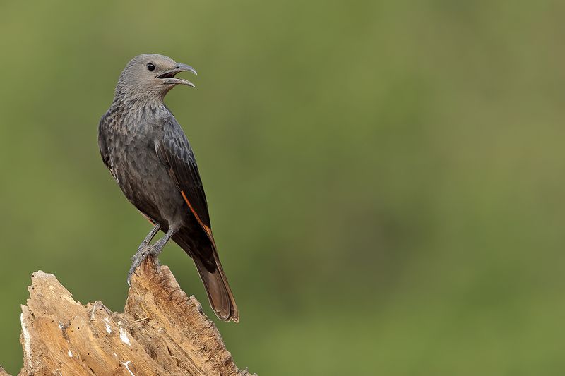 Tristram's Starling (Onychognathus tristramii) 
