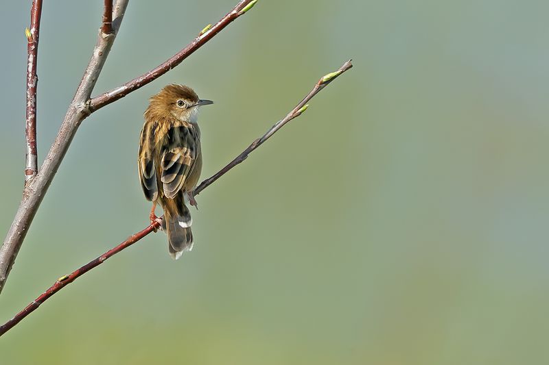 Zitting Cisticola - (Cisticola juncidis)