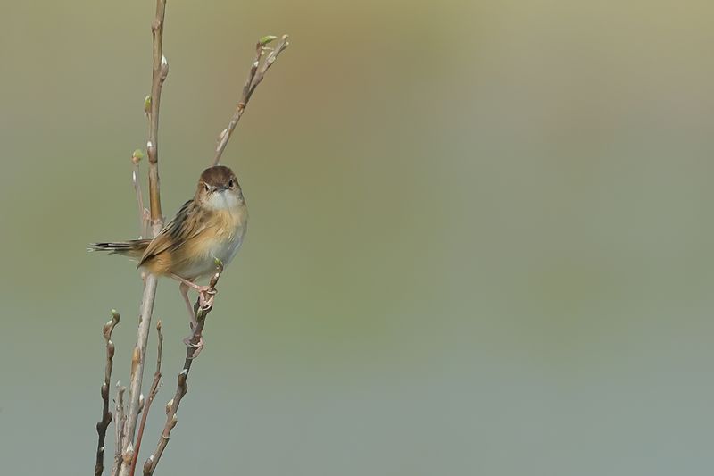 Zitting Cisticola - (Cisticola juncidis)