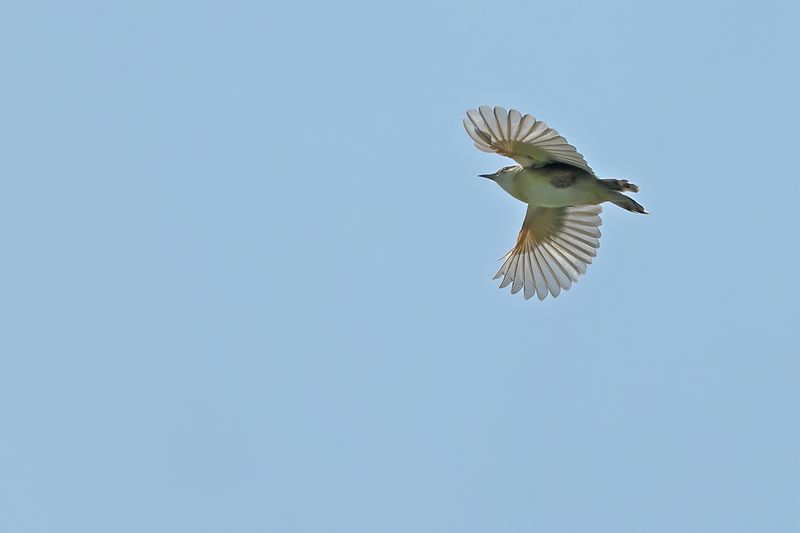 Zitting Cisticola - (Cisticola juncidis)