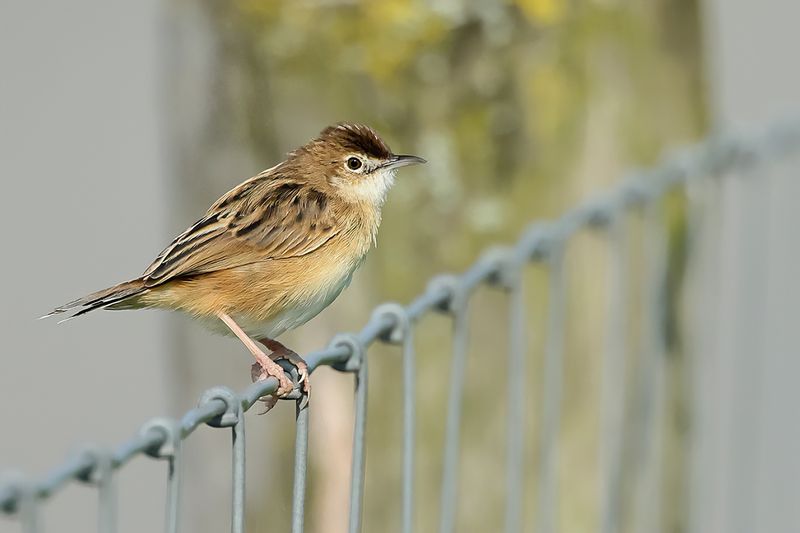 Zitting Cisticola - (Cisticola juncidis)