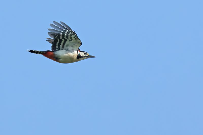 Great Spotted Woodpecker (Dendrocopos major)