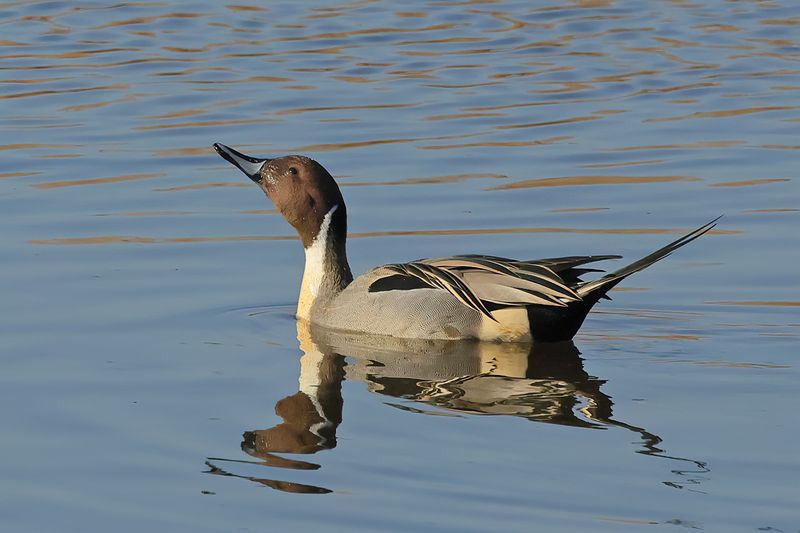 Northern Pintail (Anas acuta)