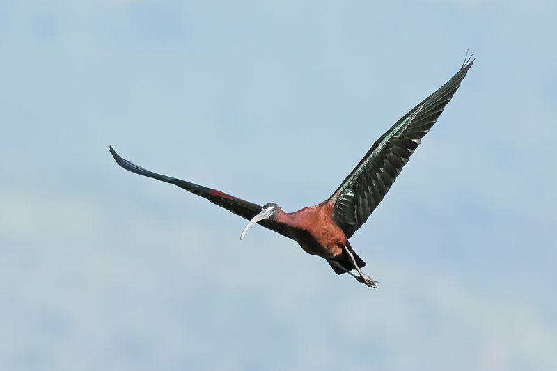 Glossy Ibis (Plegadis falcinellus)	