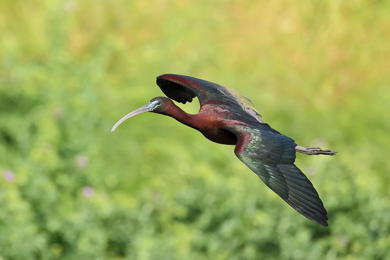 Glossy Ibis (Plegadis falcinellus)	