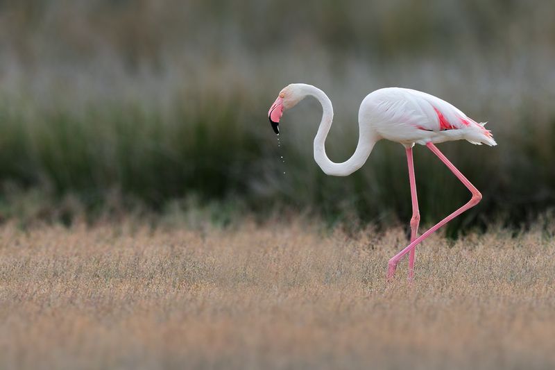 Flamingo (Phoenicopterus roseus)	