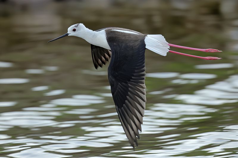 Black-winged Stilt (Himantopus himantopus)	