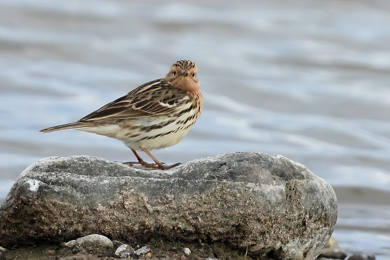 Red-throated Pipit (Anthus cervinus)
