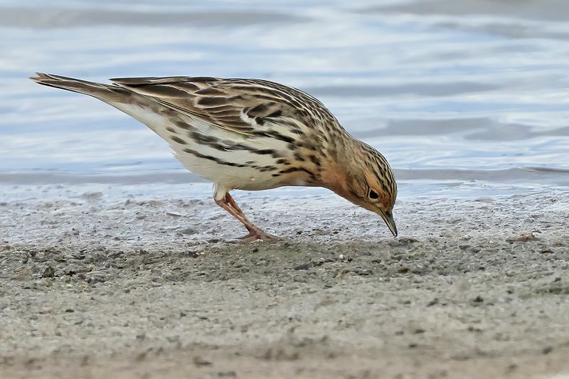 Red-throated Pipit (Anthus cervinus)