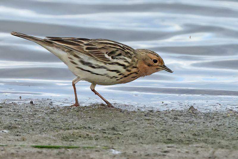 Red-throated Pipit (Anthus cervinus)