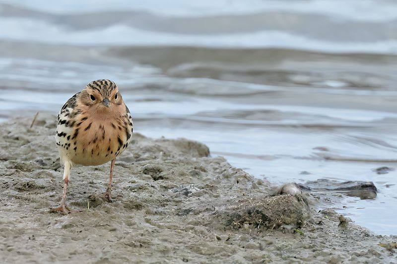 Red-throated Pipit (Anthus cervinus)