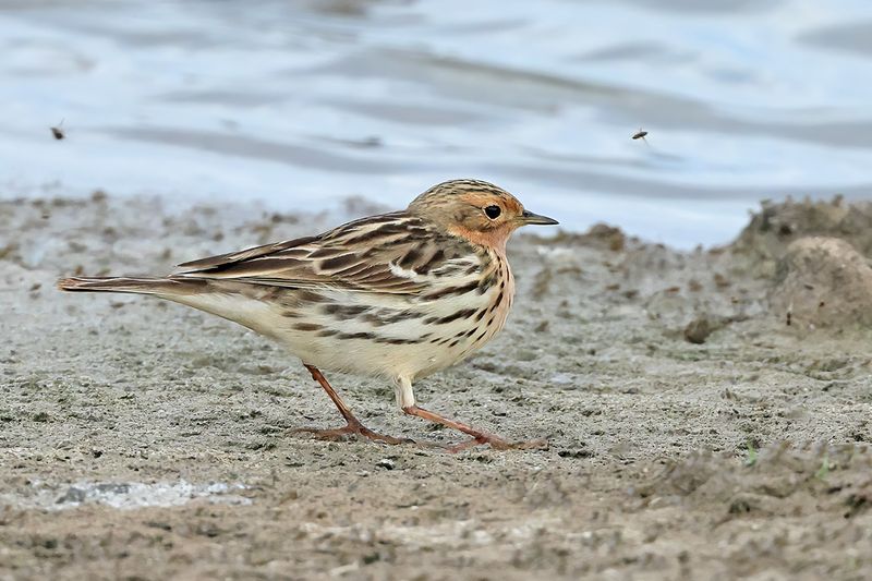 Red-throated Pipit (Anthus cervinus)