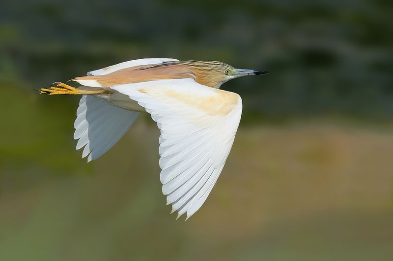 Squacco Heron (Ardeola ralloides)