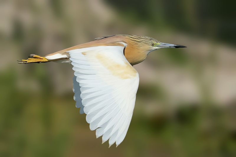 Squacco Heron (Ardeola ralloides)