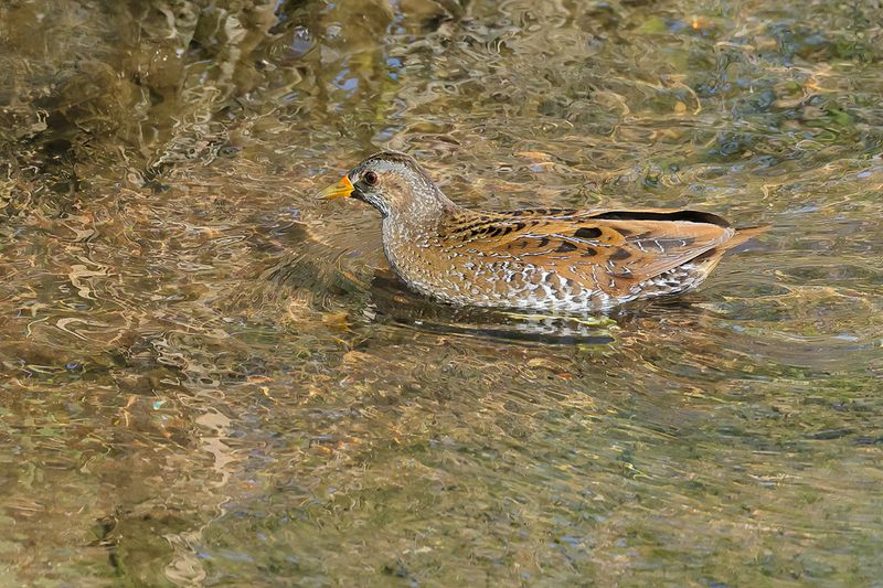 Spotted Crake (Porzana porzana) 