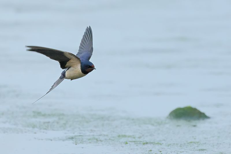 Barn Swallow (Hirundo rustica)