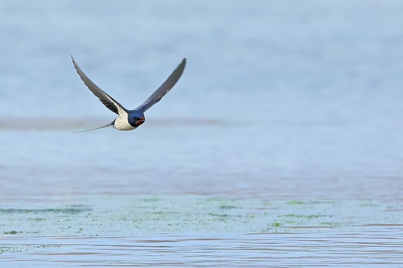 Barn Swallow (Hirundo rustica)