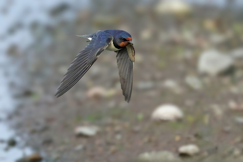 Barn Swallow (Hirundo rustica)