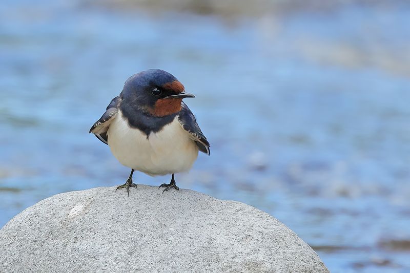 Barn Swallow (Hirundo rustica)