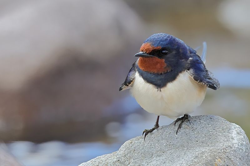 Barn Swallow (Hirundo rustica)