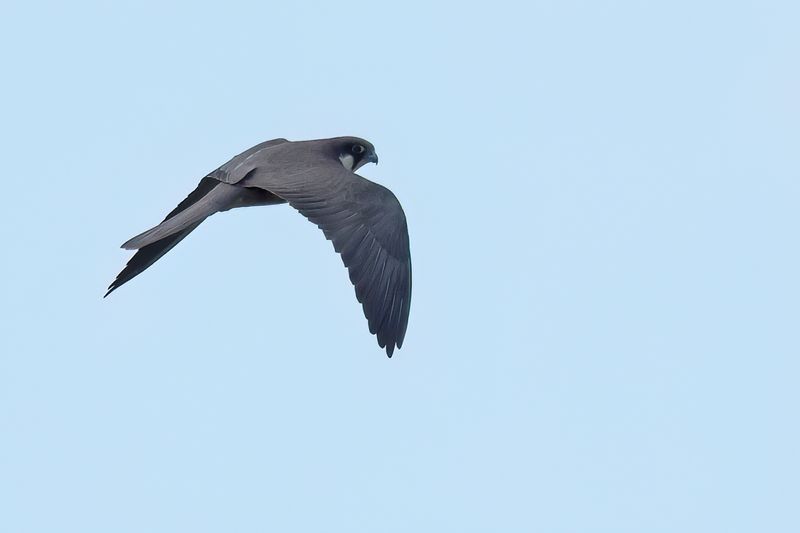 Eleonora's Falcon (Falco eleonorae)