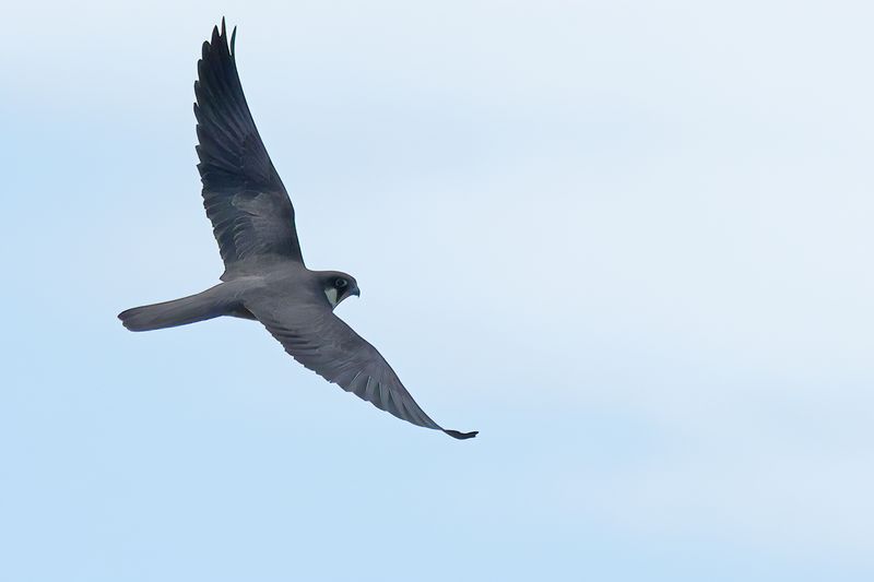 Eleonora's Falcon (Falco eleonorae)