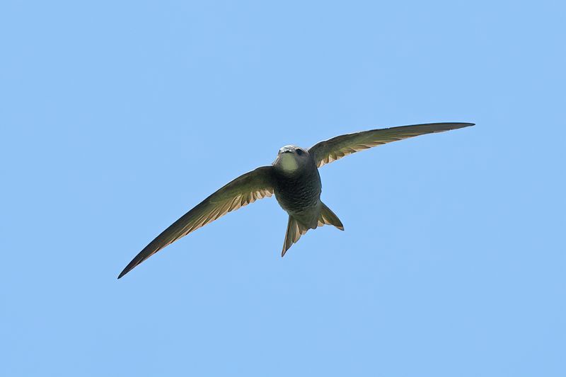 Pallid Swift  (Apus pallidus)