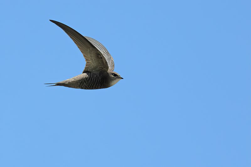 Pallid Swift  (Apus pallidus)