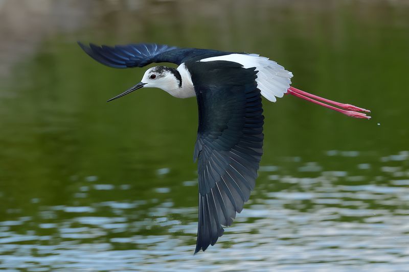 Black-winged Stilt (Himantopus himantopus)
