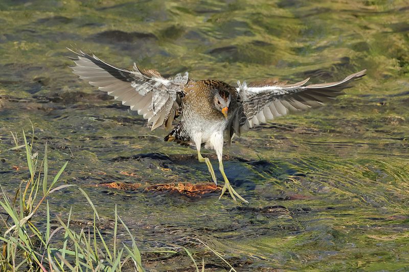 Spotted Crake (Porzana porzana) 