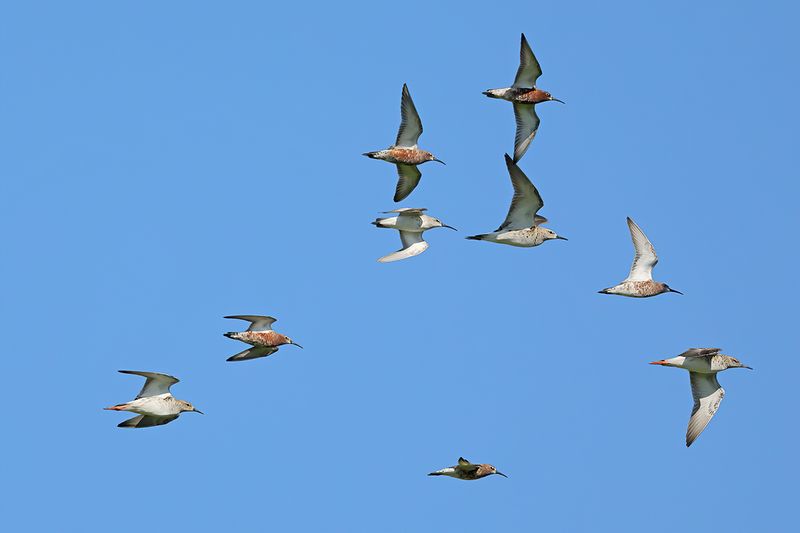 Waders on migration 