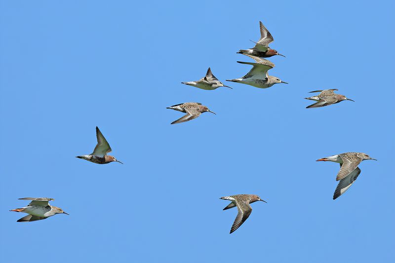 Waders on migration 