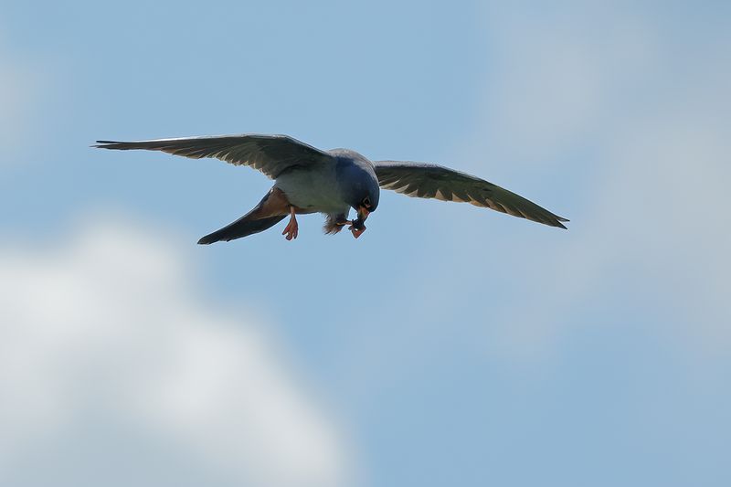 Red Footed Falcon (Falco vespertinus)