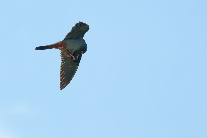 Red Footed Falcon (Falco vespertinus)