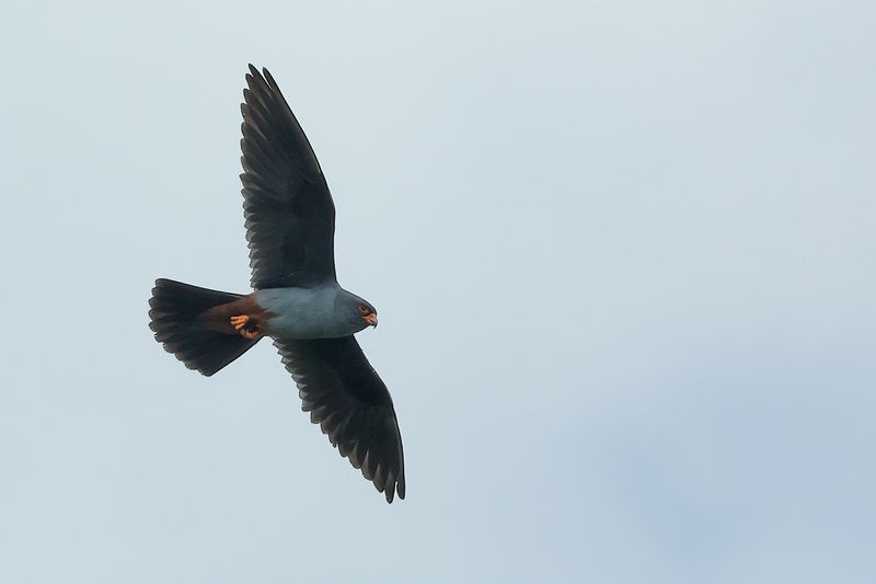 Red Footed Falcon (Falco vespertinus)