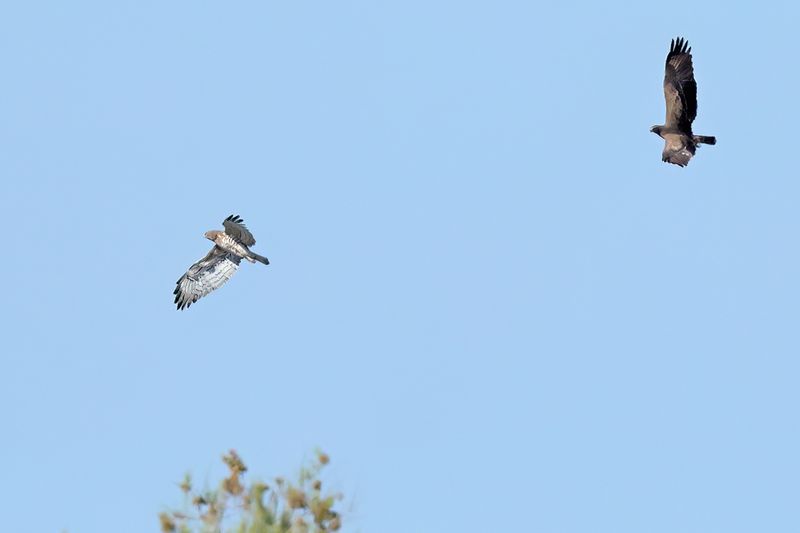 Short-toed Eagle (Circaetus gallicus)