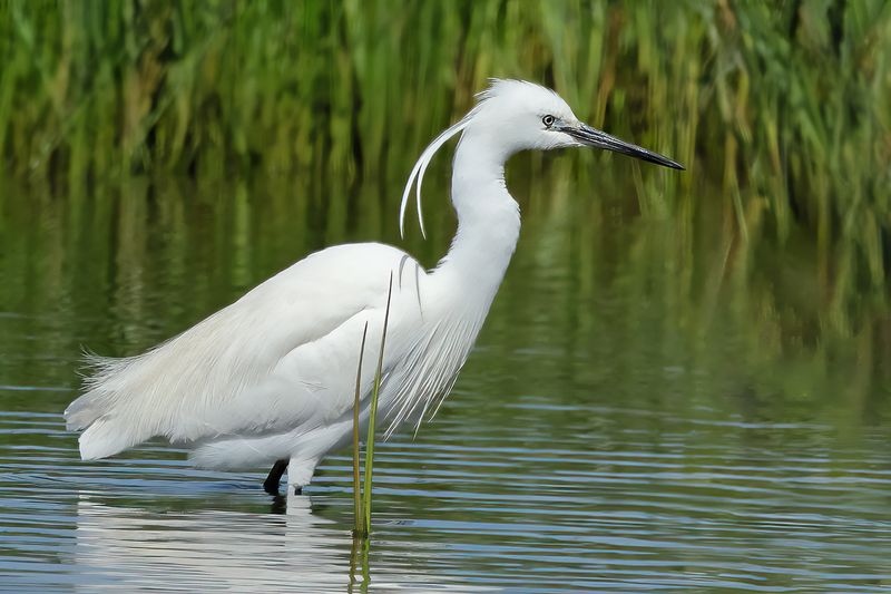 Little Egret (Egreta garzetta)