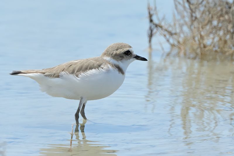 Kentish Plover (Charadrius alexandrinus)