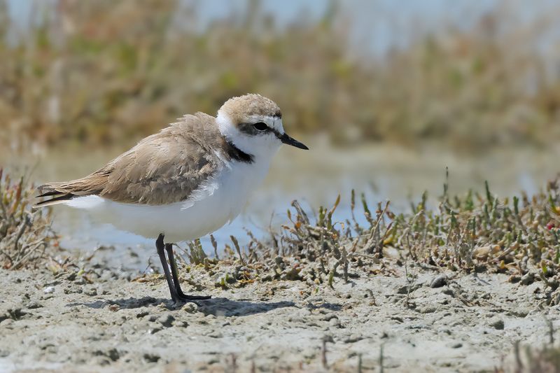 Kentish Plover (Charadrius alexandrinus)