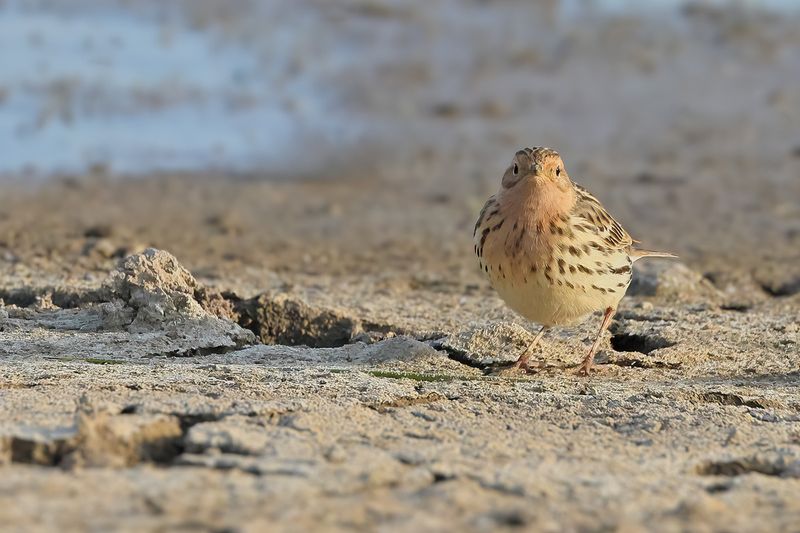 Red-throated Pipit (Anthus cervinus)