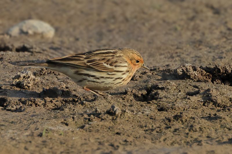 Red-throated Pipit (Anthus cervinus)