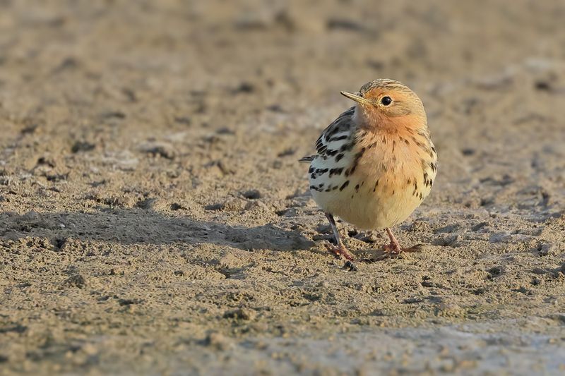 Red-throated Pipit (Anthus cervinus)