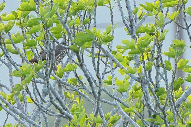 Levant sparrowhawk (Accipiter brevipes)