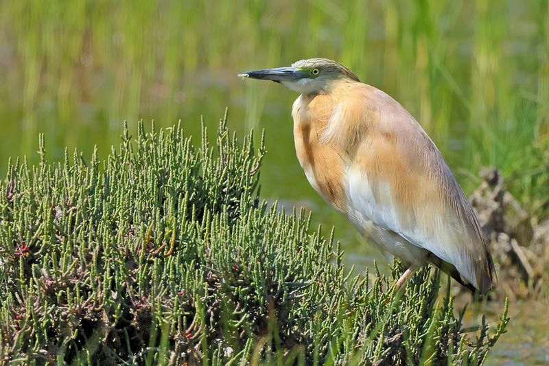 Squacco Heron (Ardeola ralloides)