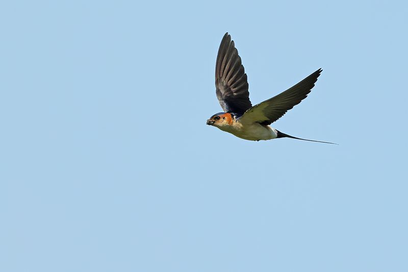 Red-rumped Swallow (Cecropis daurica rufula) 