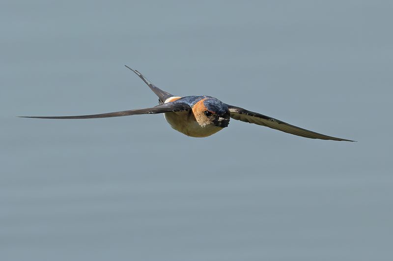 Red-rumped Swallow (Cecropis daurica rufula) 