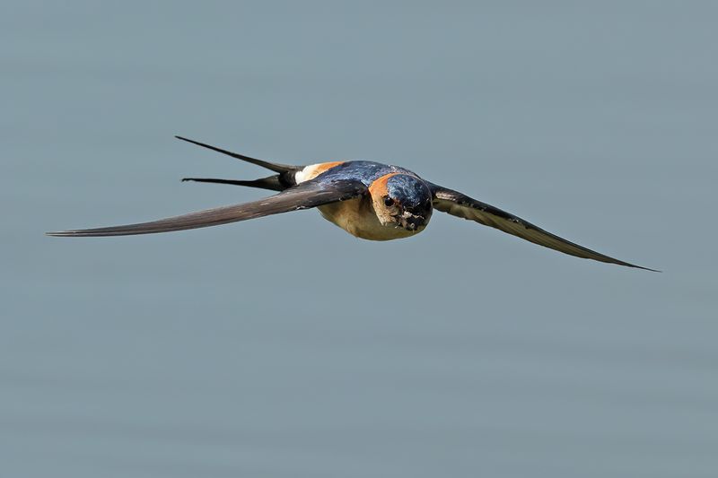 Red-rumped Swallow (Cecropis daurica rufula) 