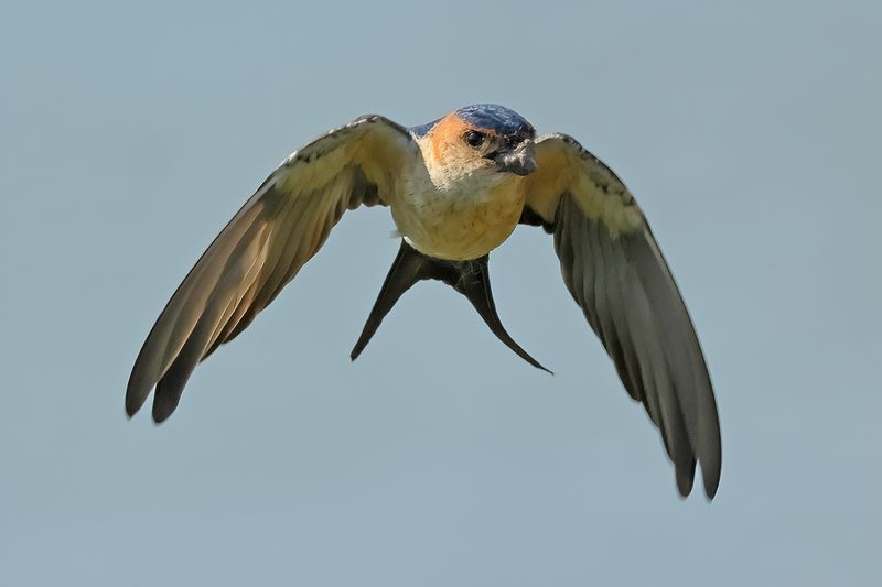 Red-rumped Swallow (Cecropis daurica rufula) 