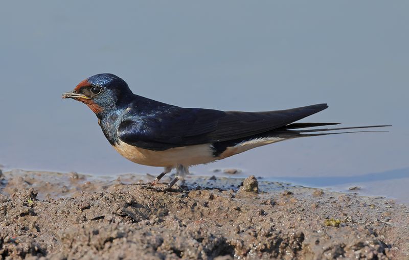 Barn Swallow (Hirundo rustica)