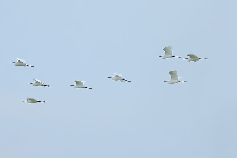 Little Egret (Egreta garzetta)